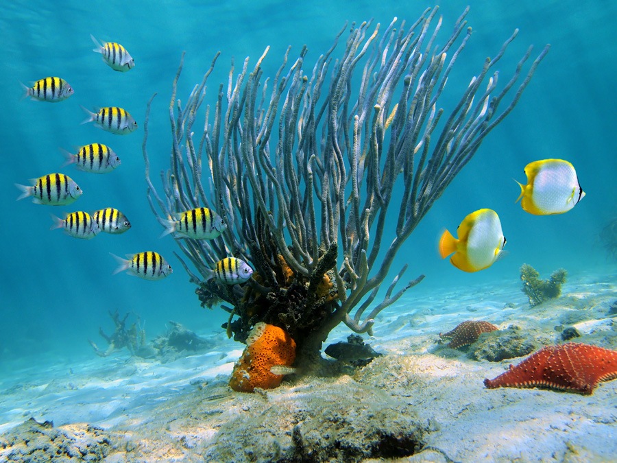 Vol Punta Cana - Catalina - TUI